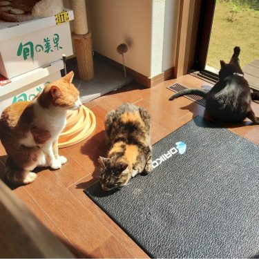 マザーズブログ　Ⅴ　社員目指して！